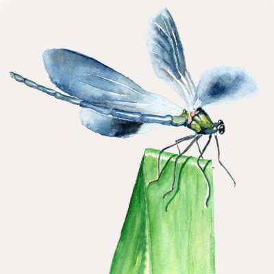 Demoiselle - Grand Air