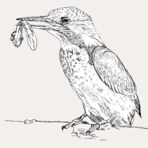 Martin-pêcheur d'Europe - Grand Air