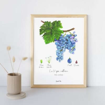 Vigne cultivée- Grand'Air