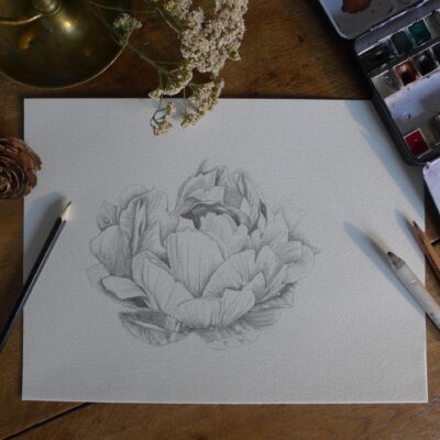 PIVOINE AU CRAYON - GRAND'AIR