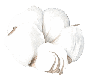 Fleur de coton - Grand'Air