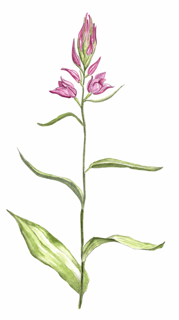 Céphalantère rouge - illustration - nature © Grand’Air