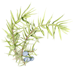 Genévrier commun - illustration - nature © Grand’Air