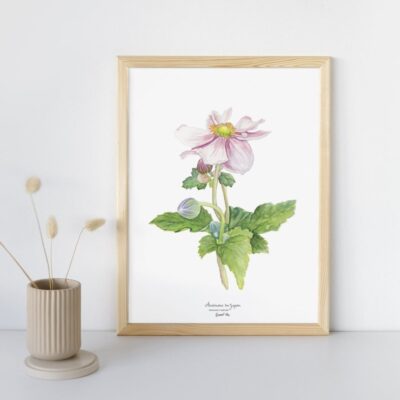 Affiche Anémone du Japon - Grand'Air