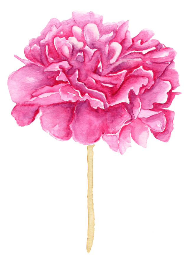 Pivoine rose - Grand Air